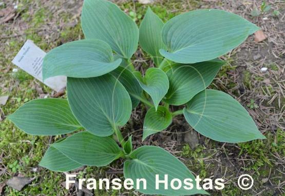 Hosta Dimple